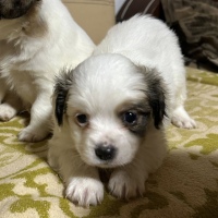 Reserviert: Balu💙
