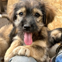 Reserviert: Balou 💙