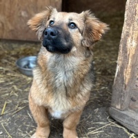 Lupo 💙
